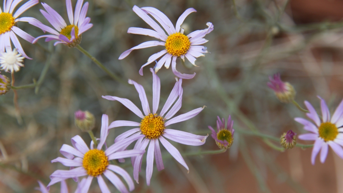 Purple Aster – Symphyotrichum Puniceum