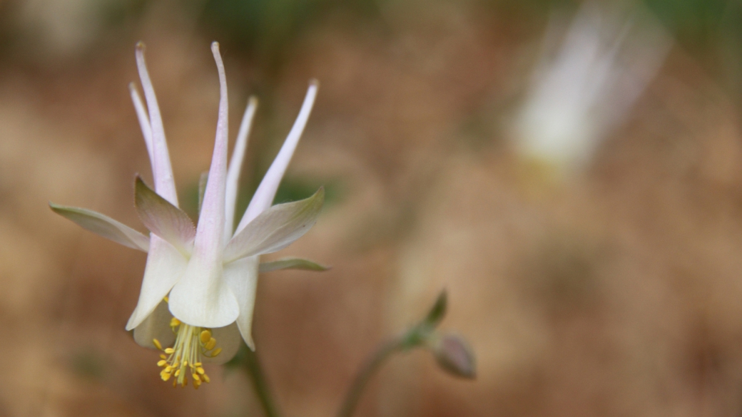 Rocky Mountain Columbine - Aquilegia Caerulea