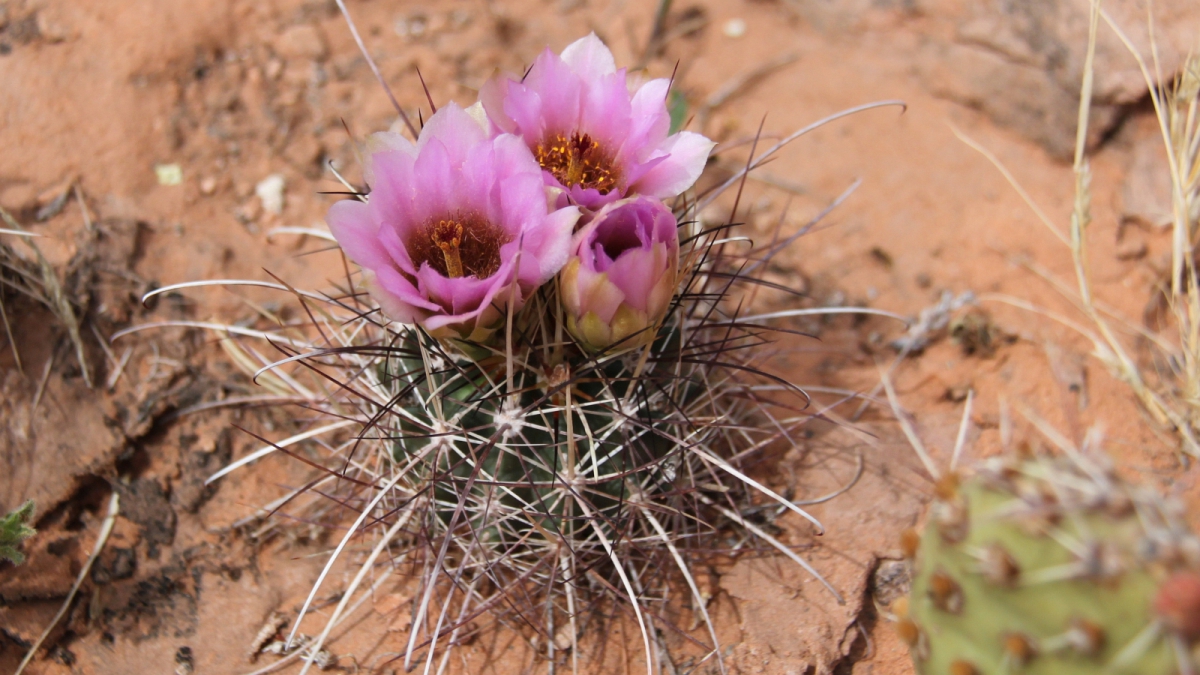 Strawberry Hedgehog Cactus – Echinocereus Stramineus
