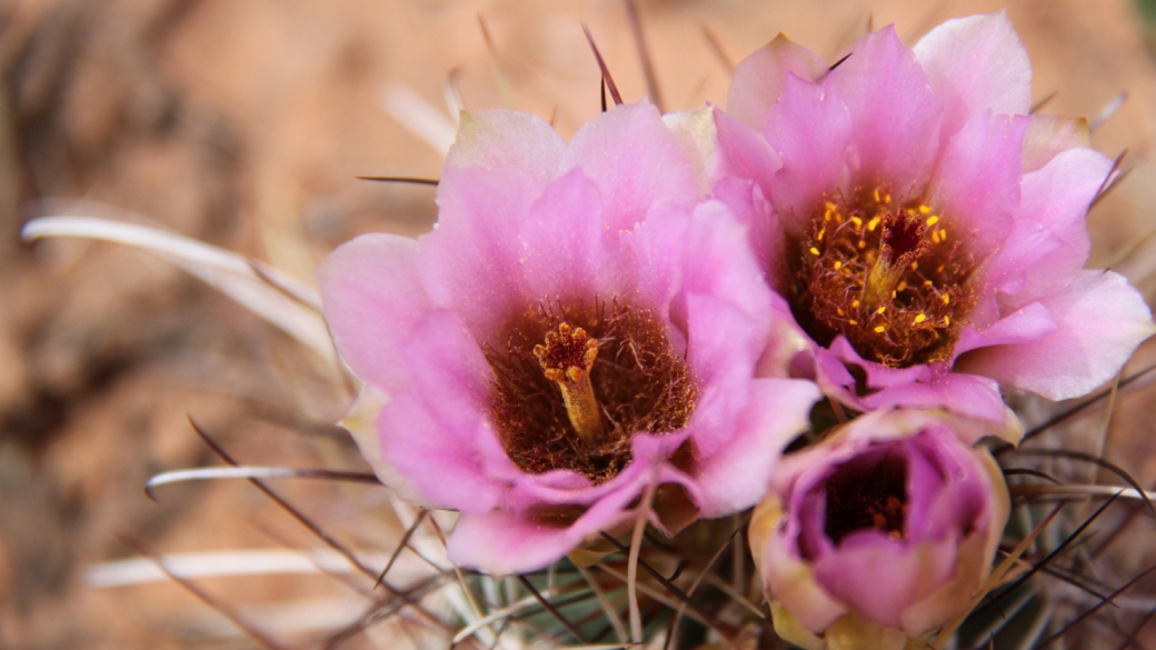 Strawberry Hedgehog Cactus - Echinocereus Stramineus