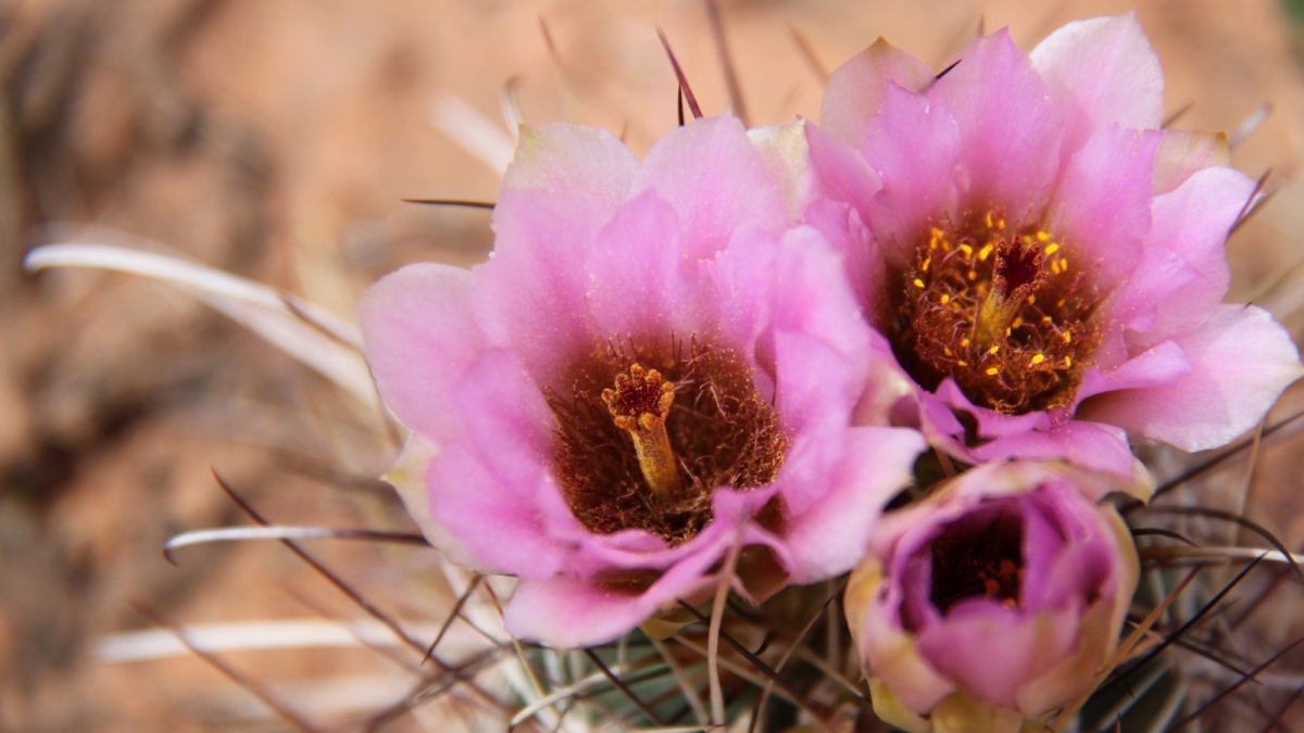 Strawberry Hedgehog Cactus – Echinocereus Stramineus
