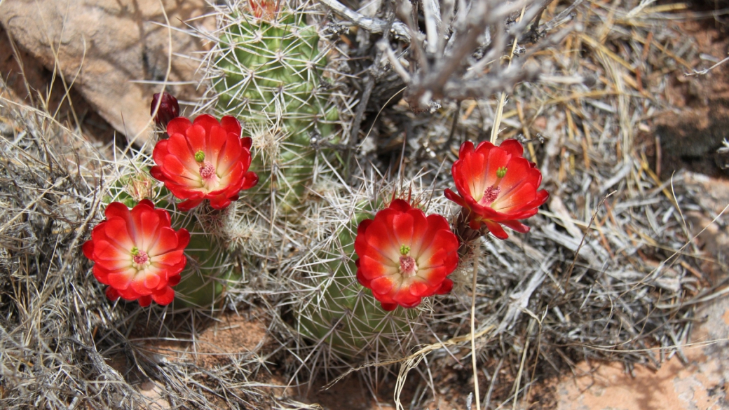 Claretcup Cactus – Echinocereus Triglochidiatus