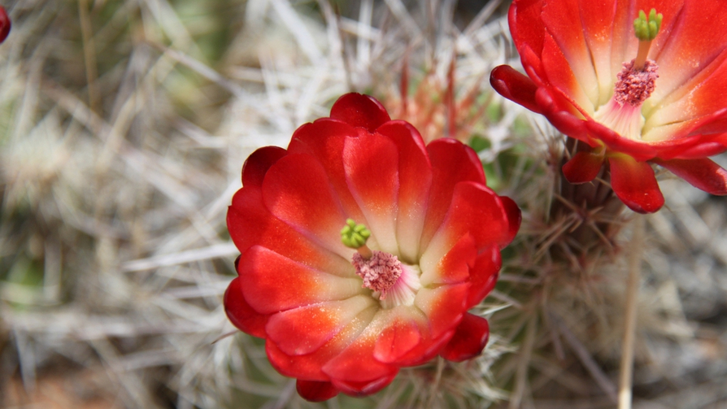 Claretcup Cactus – Echinocereus Triglochidiatus