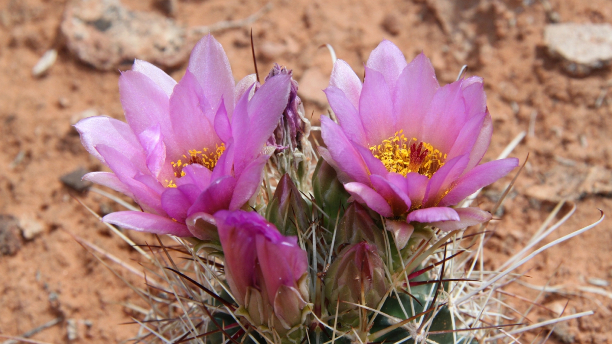 Strawberry Hedgehog Cactus – Echinocereus Stramineus
