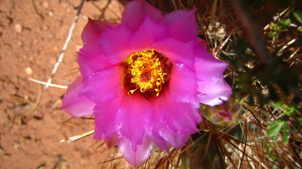 Fishhook Cactus – Sclerocactus Parviflorus