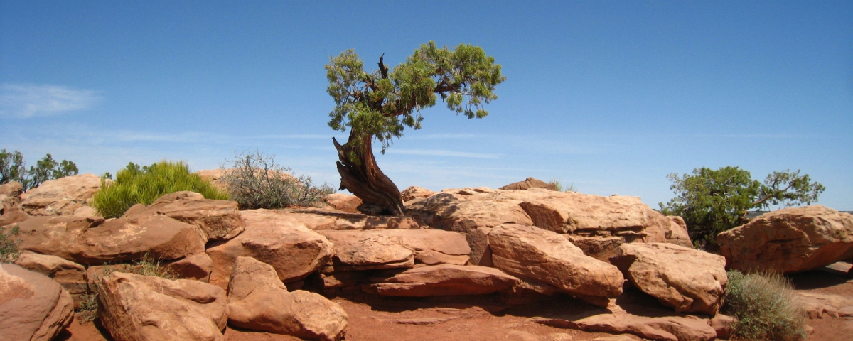 Intrepid Trail