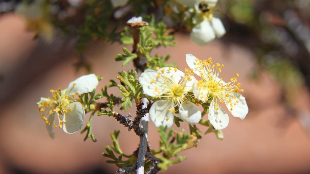 Mexican Cliffrose - Purshia Mexicana