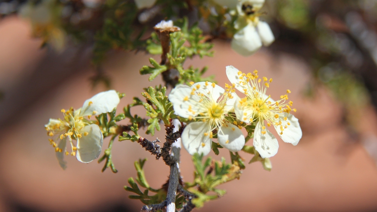 Mexican Cliffrose – Purshia Mexicana