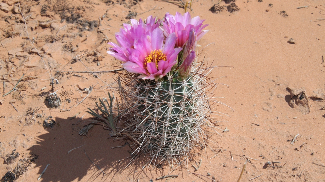 Pinkflower Hedgehog Cactus - Echinocereus Fendleri