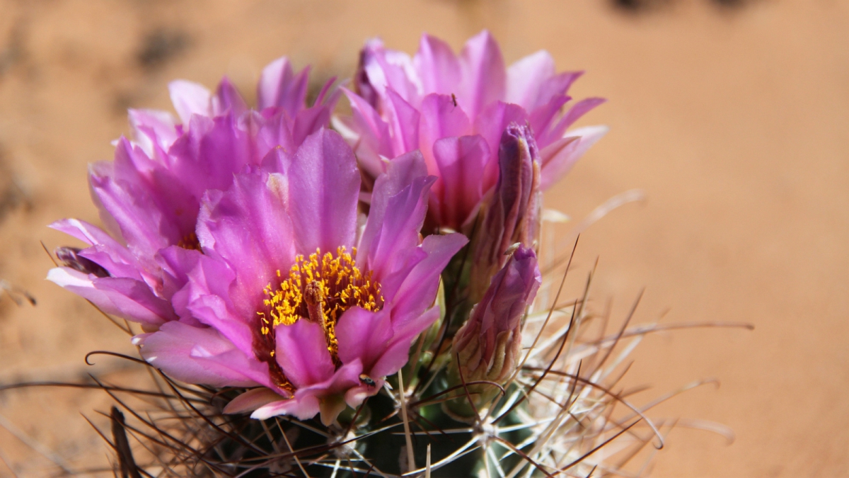 Pinkflower Hedgehog Cactus – Echinocereus Fendleri