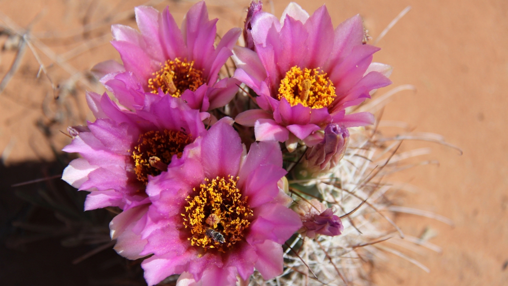 Pinkflower Hedgehog Cactus - Echinocereus Fendleri