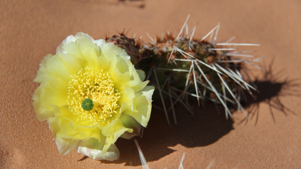 Plain Prickly Pear - Opuntia Polyacantha