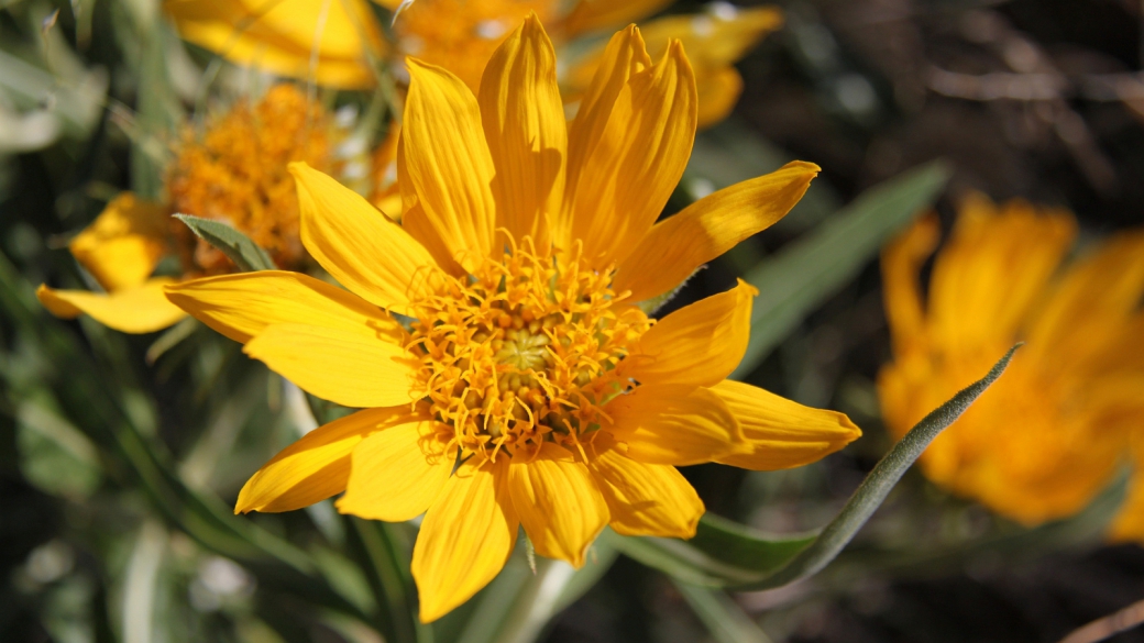 Golden Aster - Heterotheca villosa. Synonym: Chrysopsis Villosa