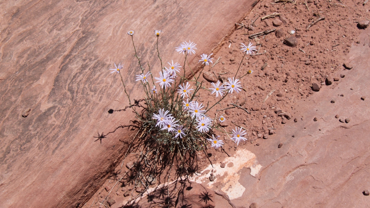 Purple Aster – Symphyotrichum Puniceum