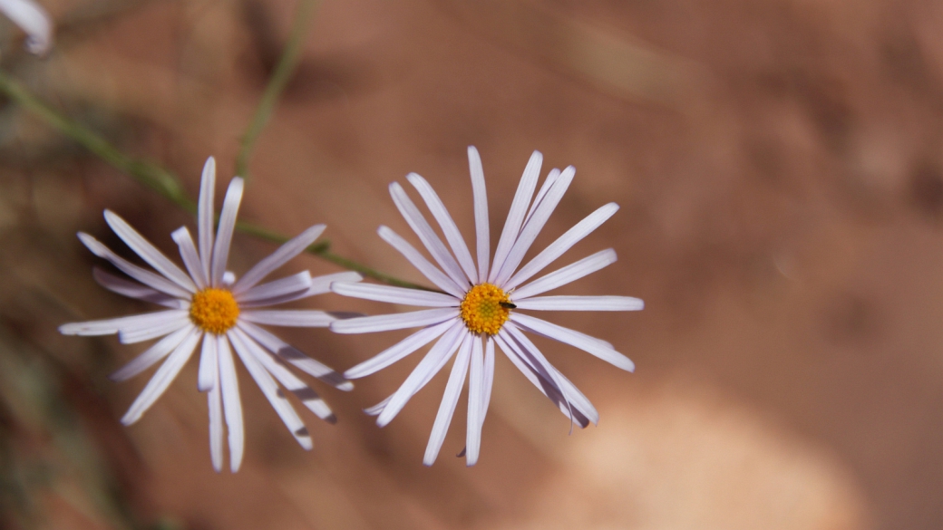 Purple Aster - Symphyotrichum Puniceum