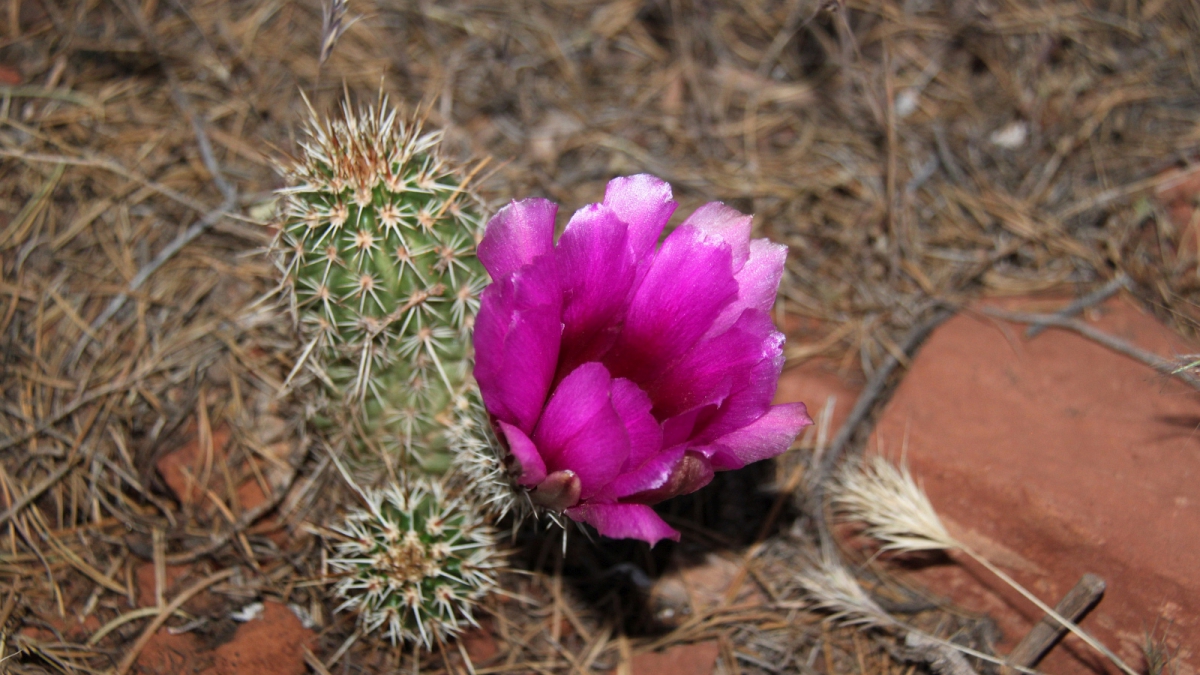 Engelmann’s Hedgehog Cactus – Echinocereus Engelmannii