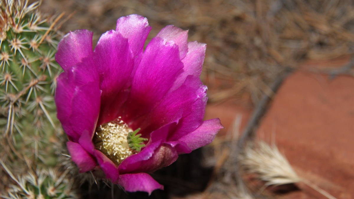 Engelmann’s Hedgehog Cactus – Echinocereus Engelmannii