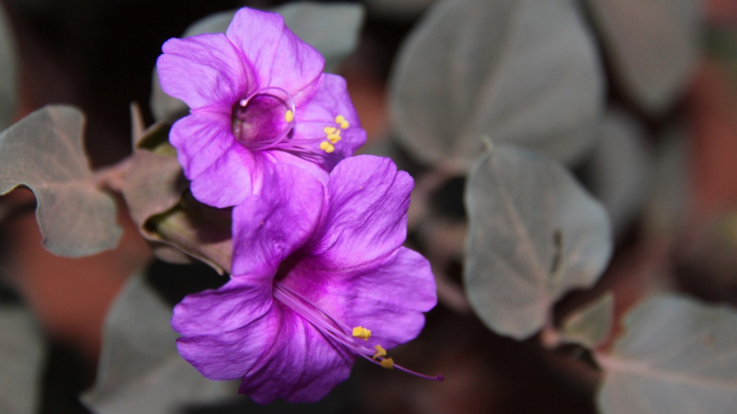 Colorado Four O’Clock – Mirabilis Multiflora