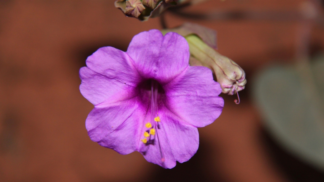 Colorado Four O’Clock – Mirabilis Multiflora