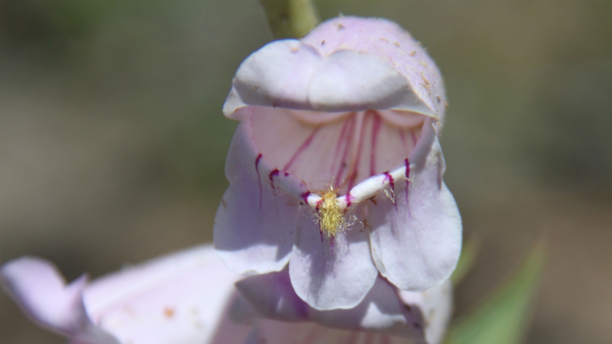 Cobaea Beard-tongue – Penstemon Cobaea