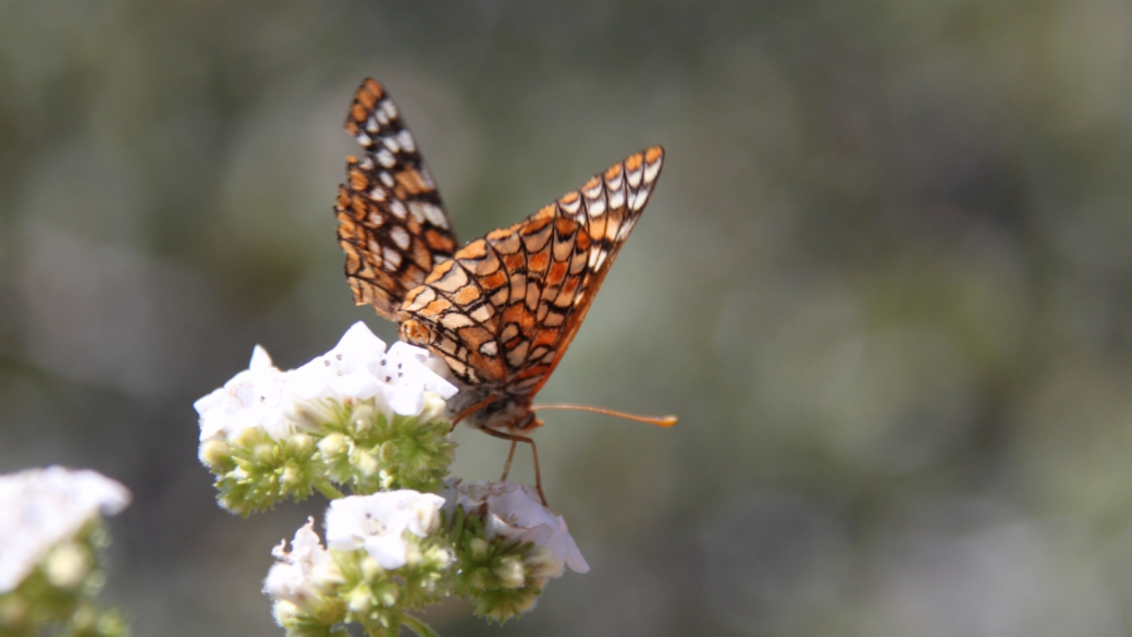 Chalcedon Checkerspot - Euphydryas Chalcedona