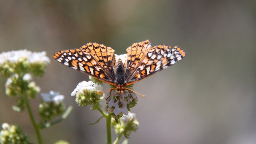 Chalcedon Checkerspot - Euphydryas Chalcedona