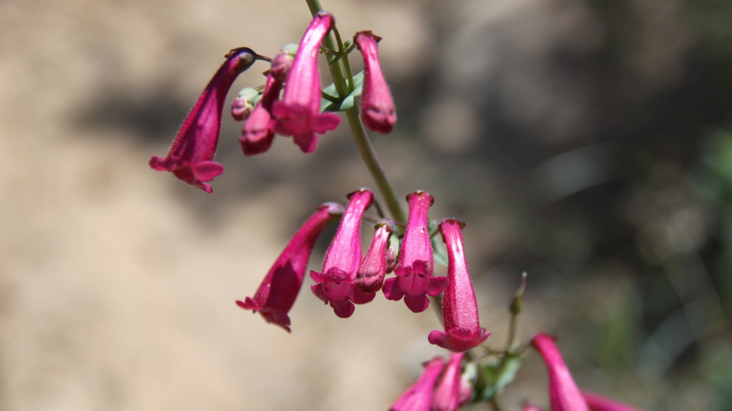 Parry's Penstemon- Penstemon Parryi