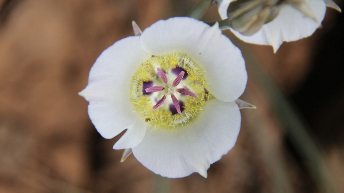 Sego Lily – Calochortus Nuttallii