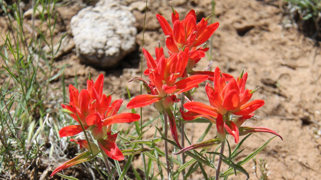 Desert Indian Paintbrush – Castilleja Chromosa