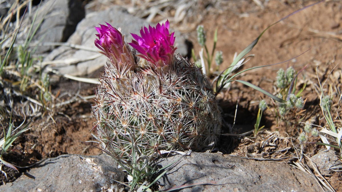 Fishhook Cactus – Mammillaria