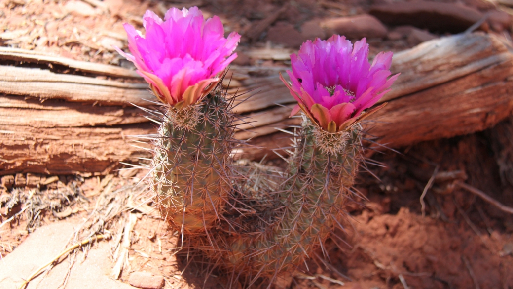 Fendler's Hedgehog Cactus - Echinocereus Fendleri