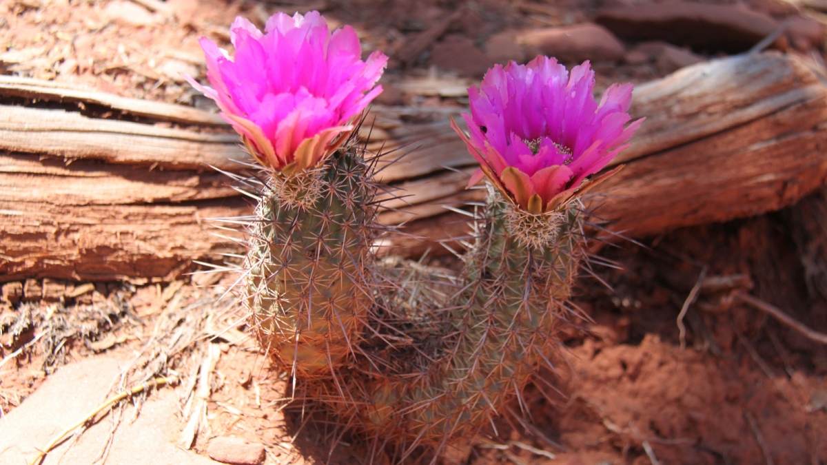Fendler’s Hedgehog Cactus – Echinocereus Fendleri