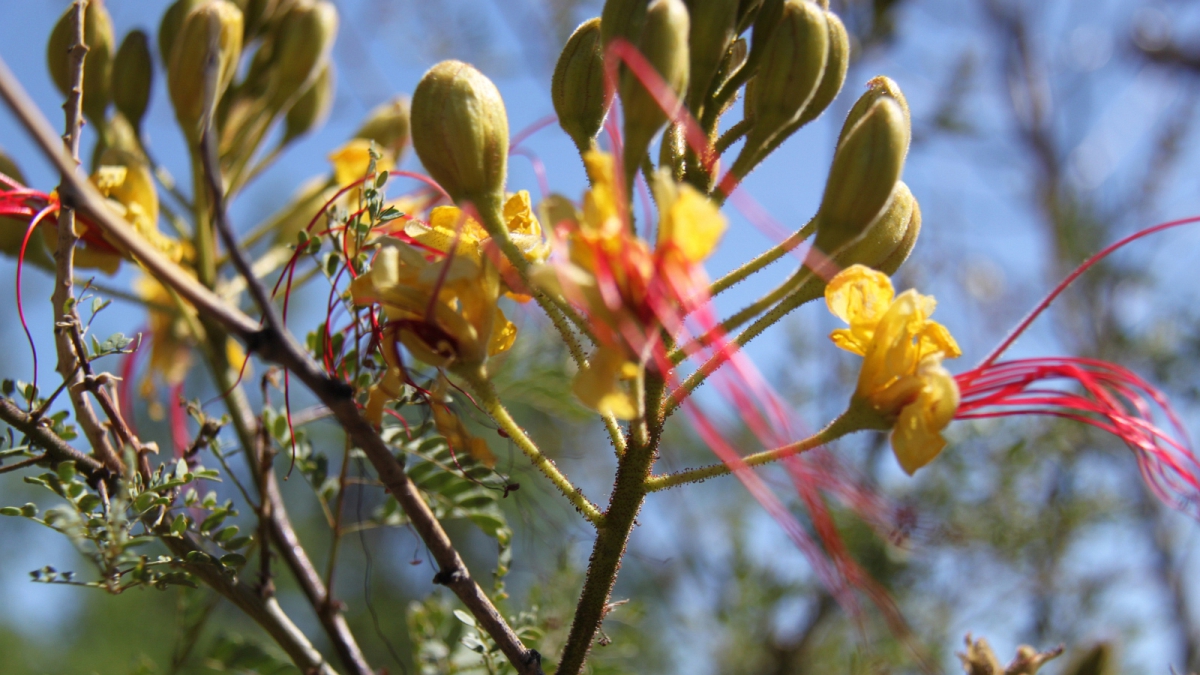 Mexican Bird of Paradise – Caesalpinia Pulcherrima