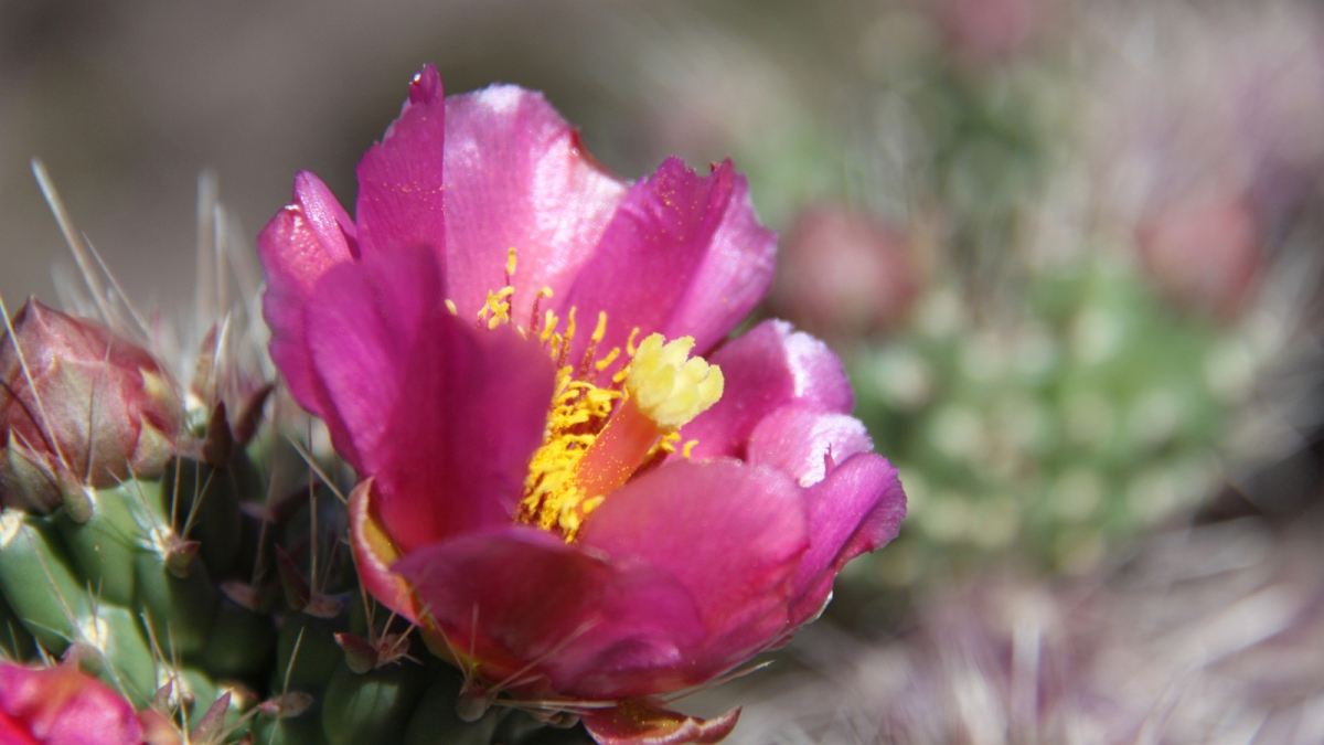Cane Cactus – Cylindropuntia Imbricata