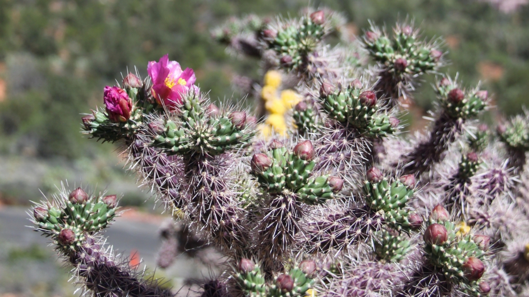 Cane Cactus - Cylindropuntia Imbricata