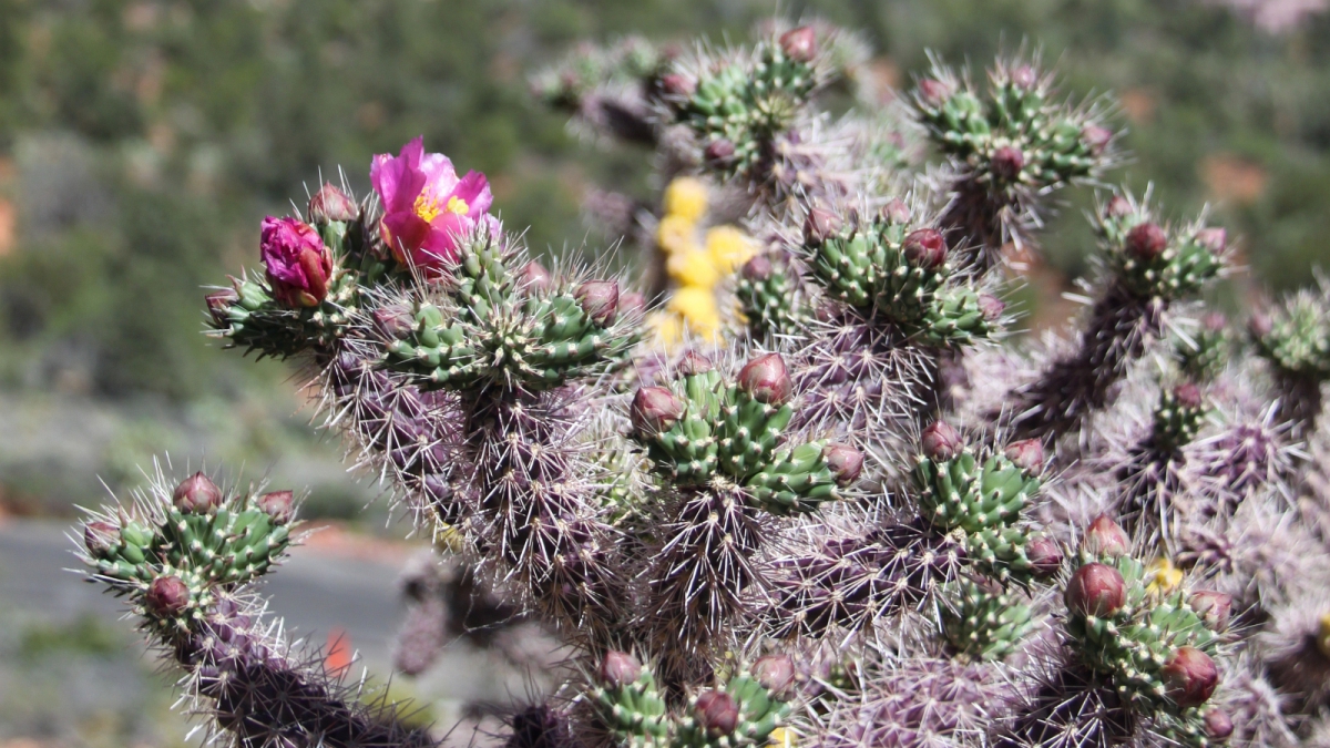 Cane Cactus – Cylindropuntia Imbricata