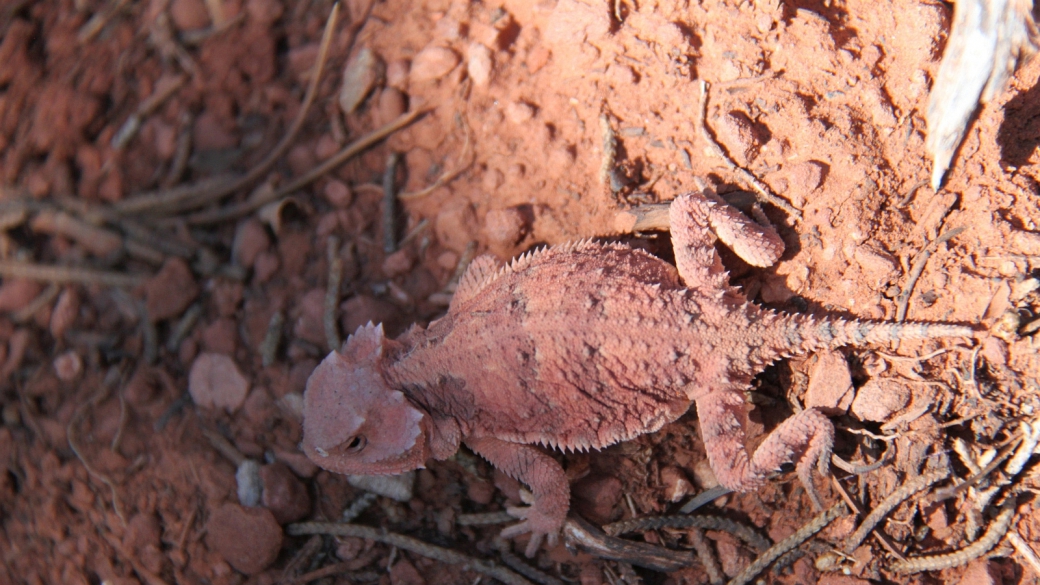 Greater Short-Horned Lizard - Phrynosoma Hernandesi