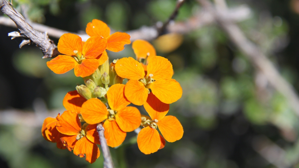 Sanddune Wallflower. - Erysimum Wheeleri