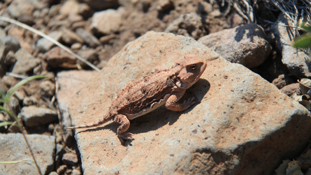 Greater Short-Horned Lizard - Phrynosoma Hernandesi