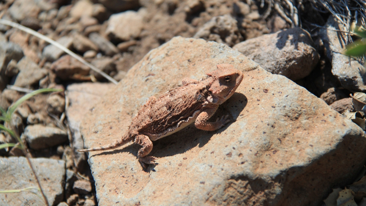 Greater Short-Horned Lizard – Phrynosoma Hernandesi