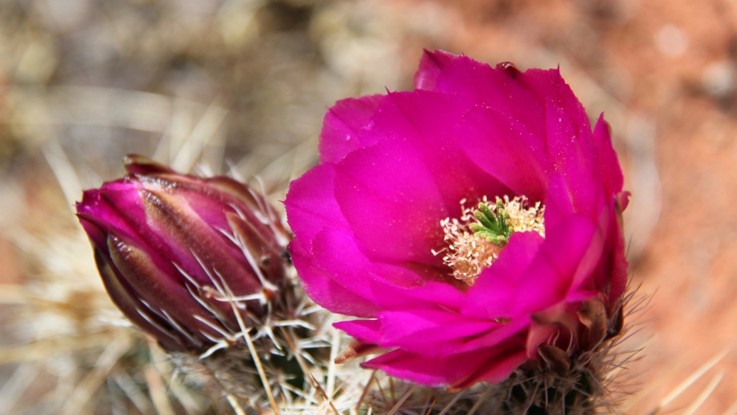 Fishhook Cactus – Sclerocactus Parviflorus