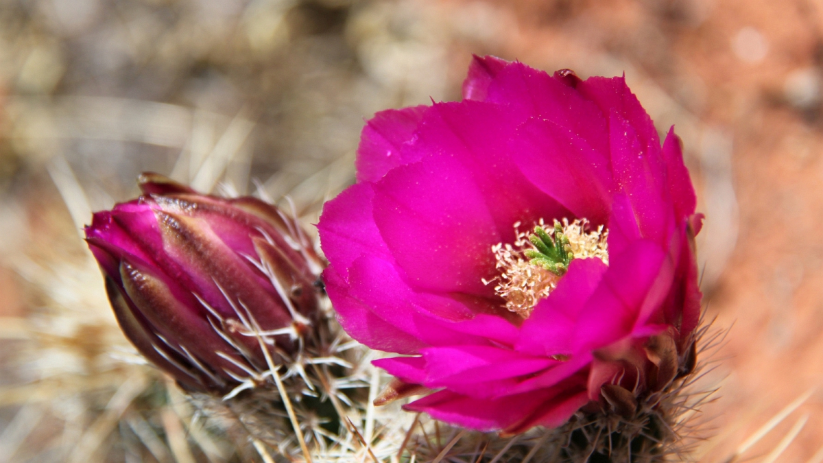 Fishhook Cactus – Sclerocactus Parviflorus
