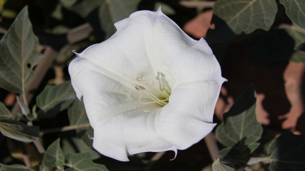 Moonflower – Datura Inoxia