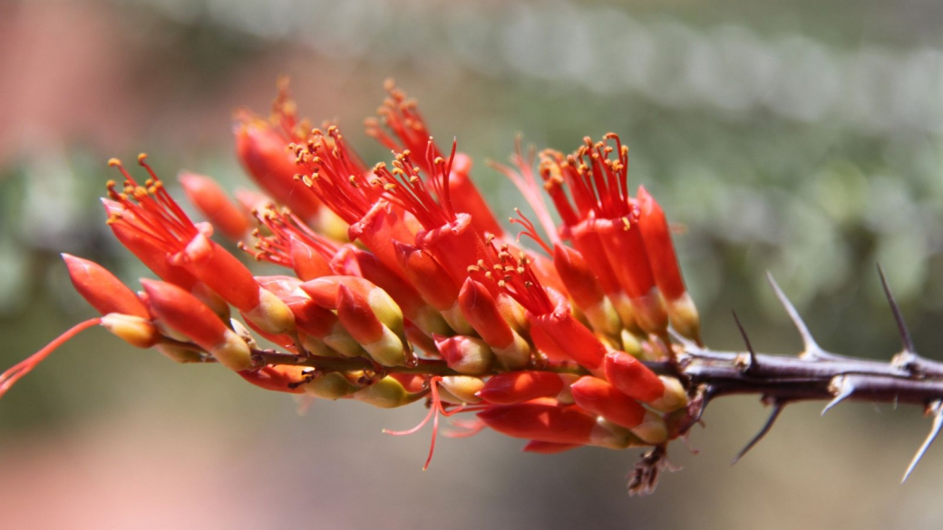 Ocotillo - Fouquieria splendens.