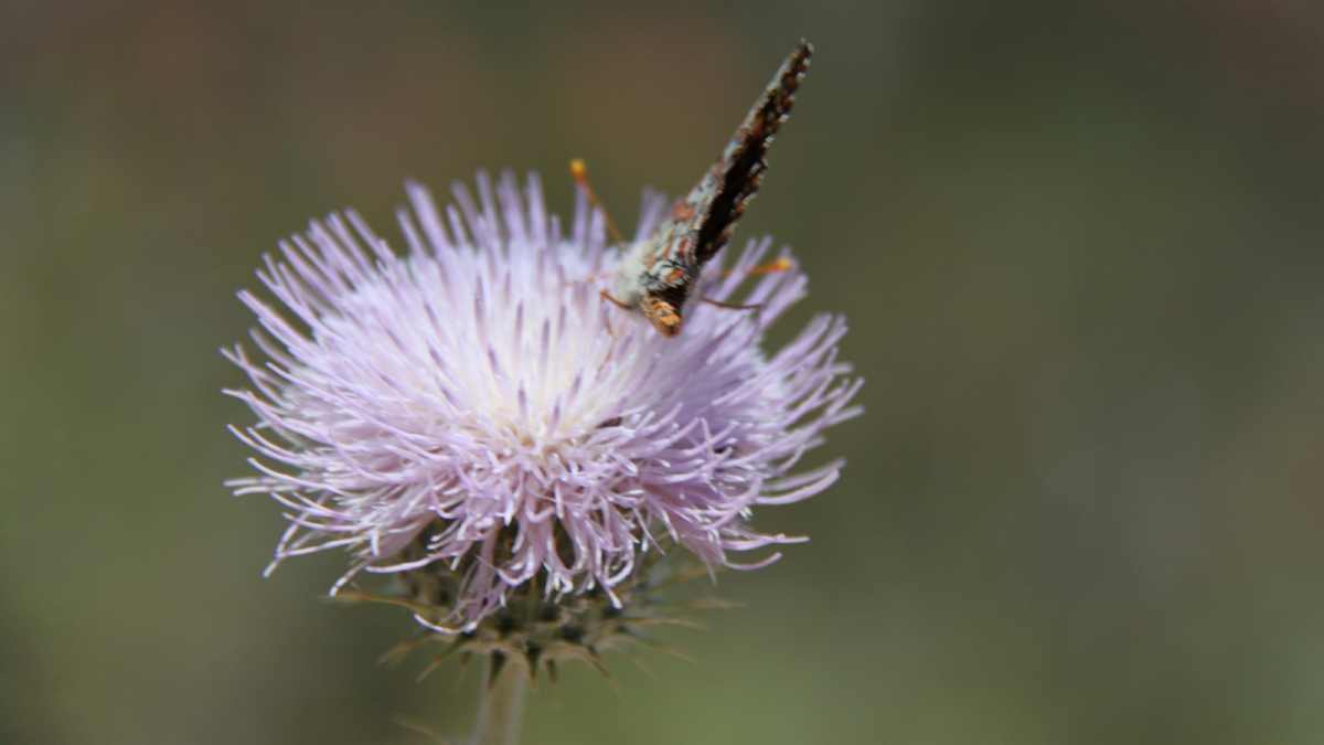 Desert Thistle – Cirsium Neomexicanum