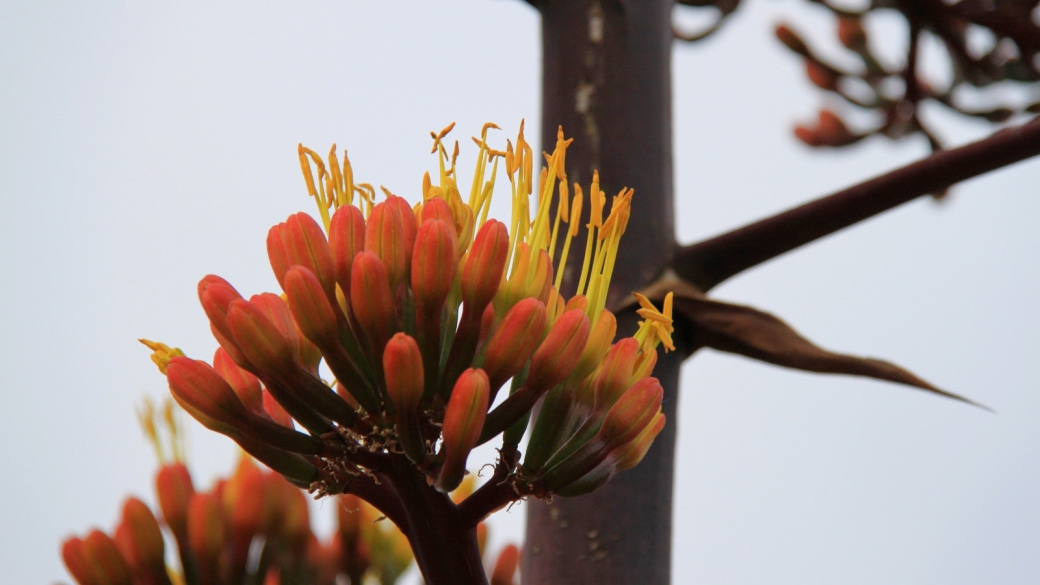American Aloe - Agave Americana