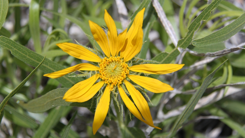 Five-nerved Sunflower - Helianthella Quinquenervis