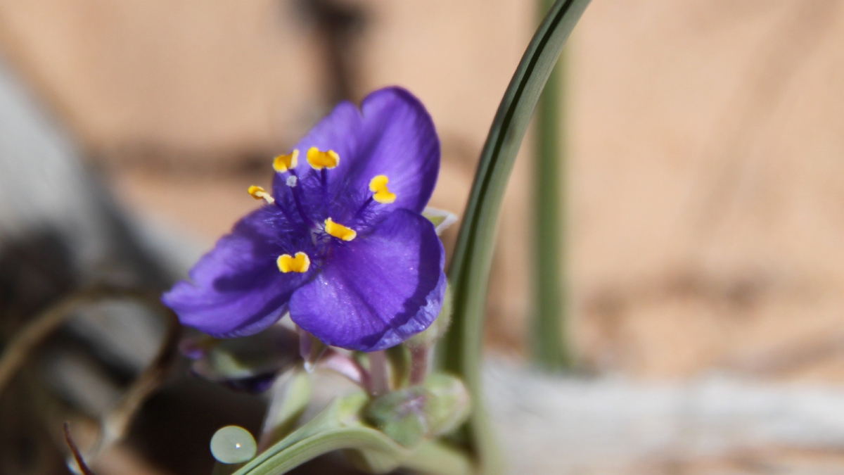Spiderwort – Tradescantia Occidentalis