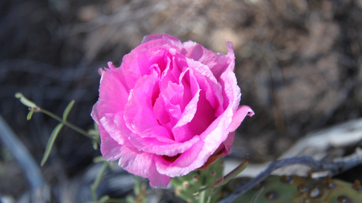 Beavertail Cactus – Opuntia Basilaris