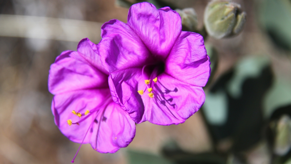 Colorado Four O’Clock – Mirabilis Multiflora